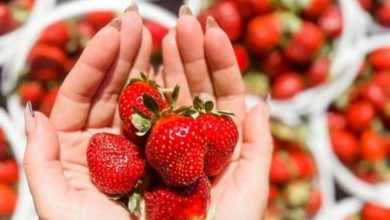 berry-bliss:-your-guide-to-the-best-u-pick-strawberry-farms!